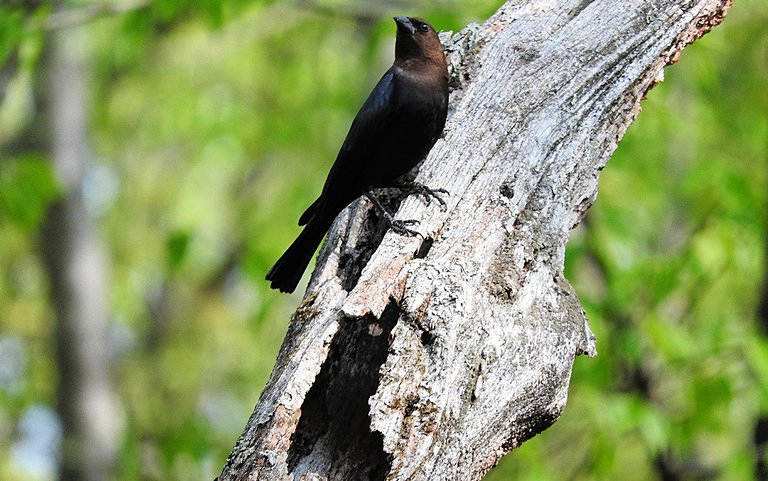 In memory of a tree branch Cowbird