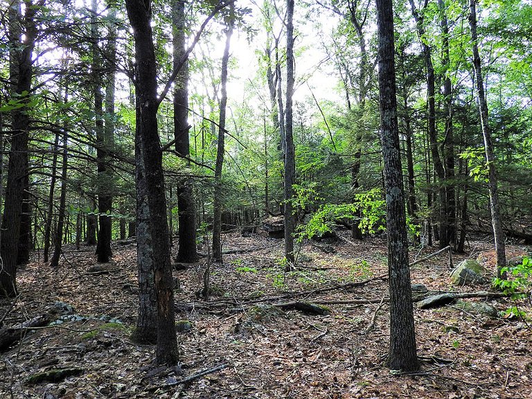 Green trees with hints of fall foliage