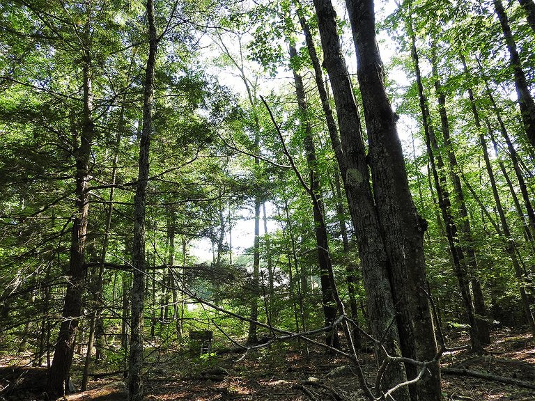 Green trees with hints of fall foliage