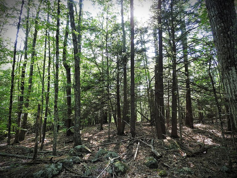 Green trees with hints of fall foliage