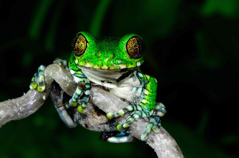 Pepe