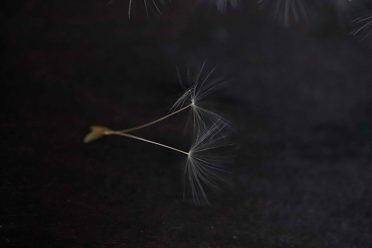 Go Ahead and Eat Your Dandelions (Recipe Included)