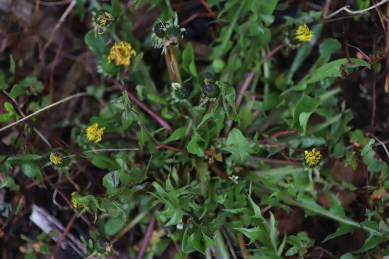 Go Ahead and Eat Your Dandelions (Recipe Included)