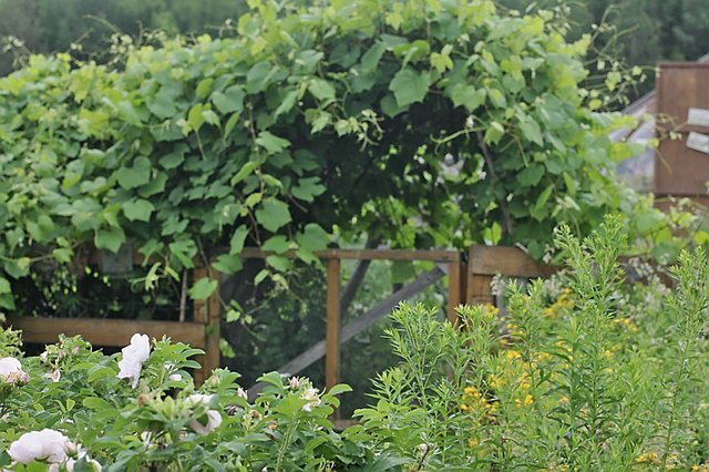 A New Arbour, Stubbornness & A Love For Sticks & Twigs