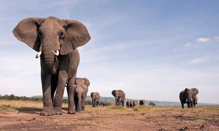 African elephants