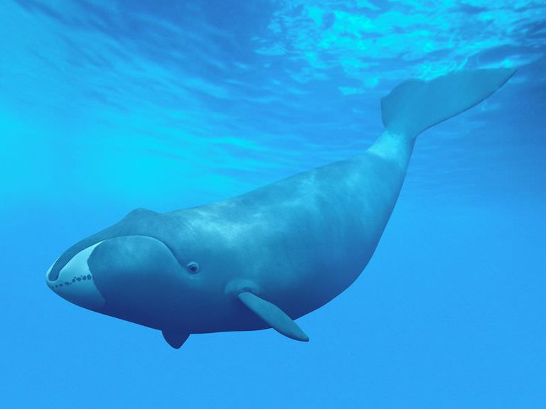 Bowhead Whale