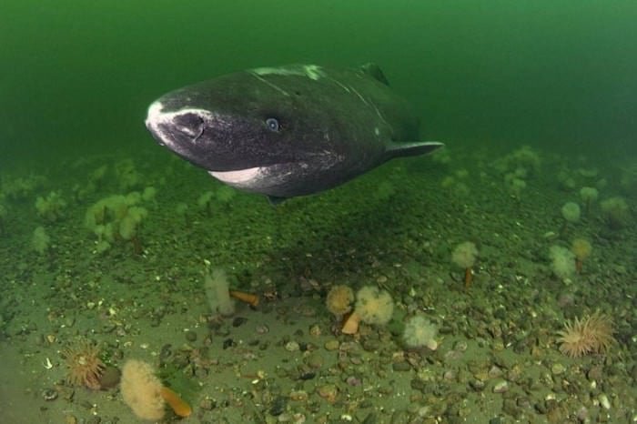 Greenland shark