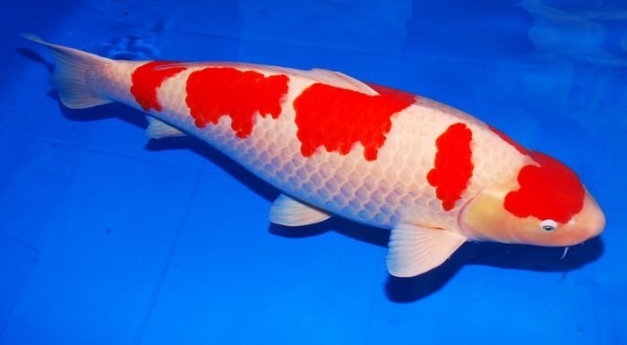 Japanese Koi Fish