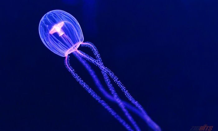 The immortal jellyfish