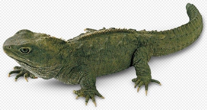 Tuatara Lizards