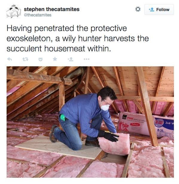 Having penetrated the protective exoskeleton, a wily hunter harvests the succulent housemeat within.