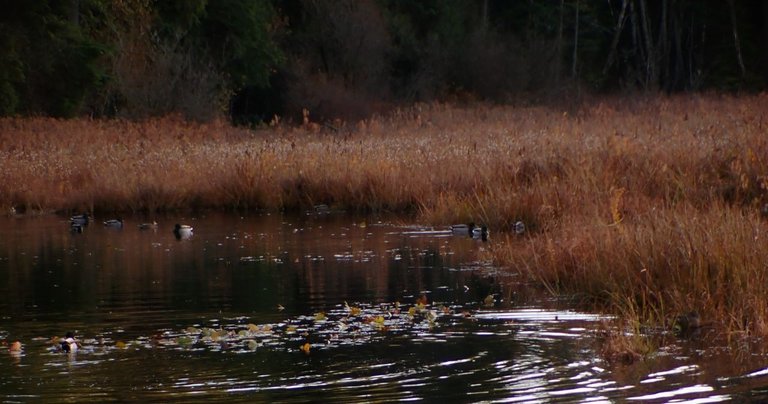 Ducks Lake AfternoonPC010144.jpg