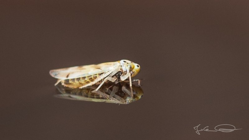 Swimming Leafhopper Cicada