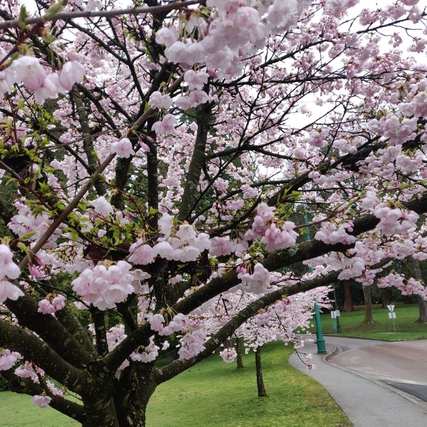 Spring cherry blossoms
