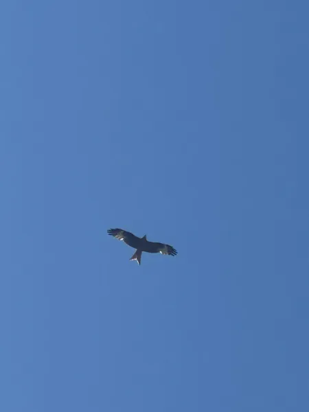 Falke