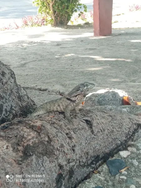 La iguana pequeña más grande