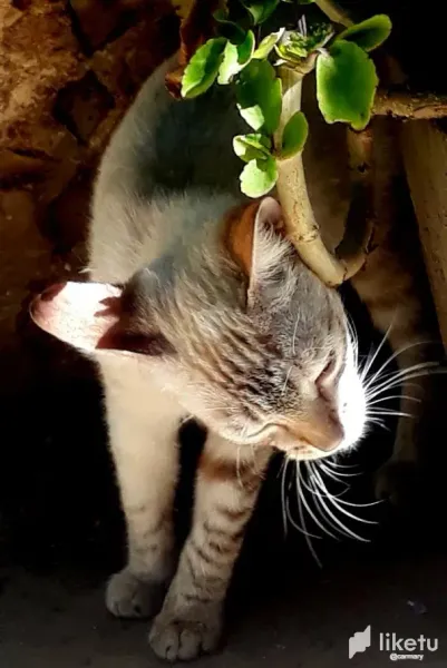 Los gatos que he tenido (ESP - ENG)