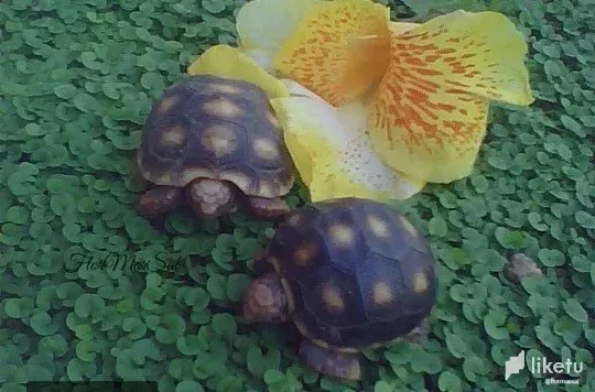 Tortuga de patas rojas