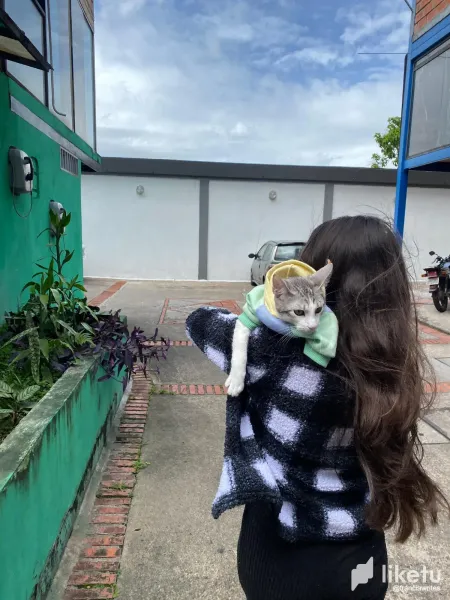 🐱🐱🐱Three Cats Go to the Vet | Tres gatos van al veterinario 🐱🐱🐱