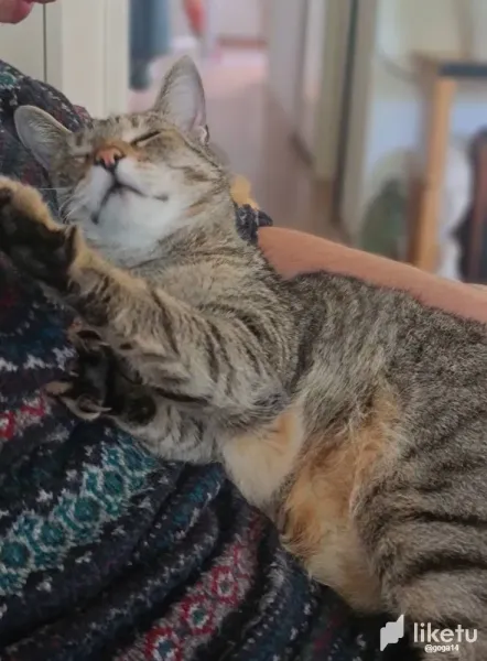 Toza the cat