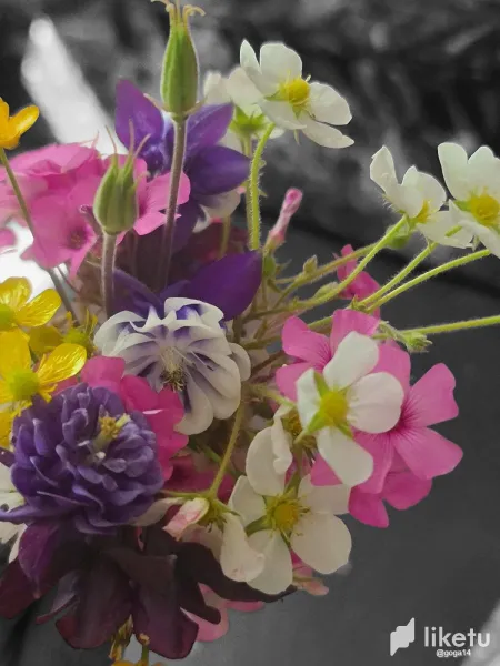 Field flowers