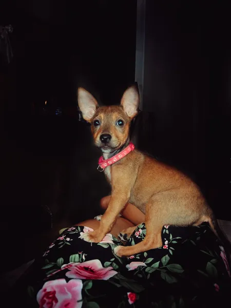 Chiqui, la reina de la casa [ESP-ENG]