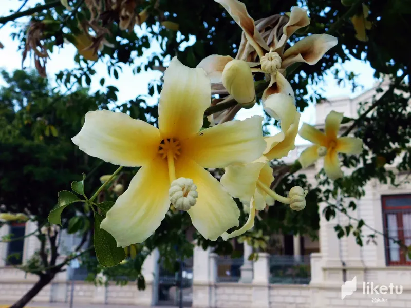The beautiful flowers of the ceibas (Es-Eng)