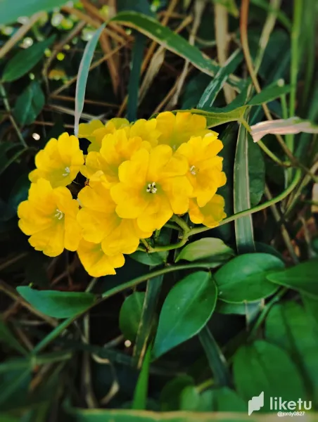 POBphotocontest, Nature, Wild Flowers [EN/ES]