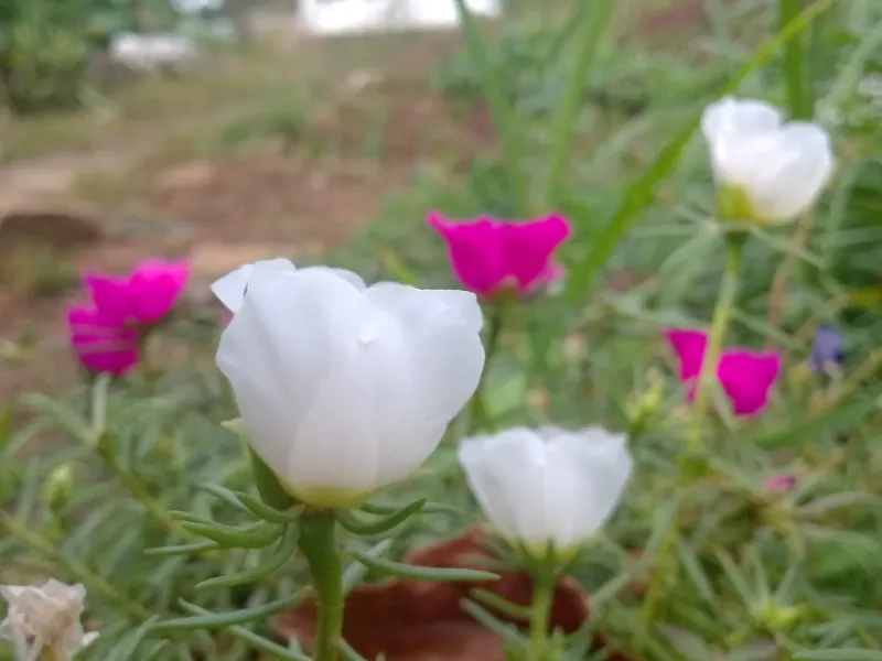 Beautiful flowers in the Morning 