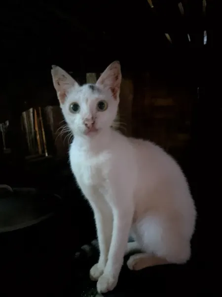 You have food for Me?