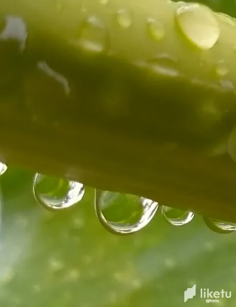 The Beauty of Raindrops on Leaves. (Orginal Photo)