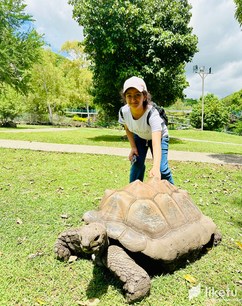 Tortoises at Casela Nature Park - Mauritius