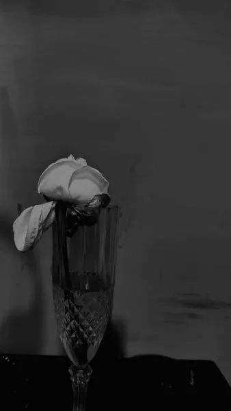 Dear Rose 