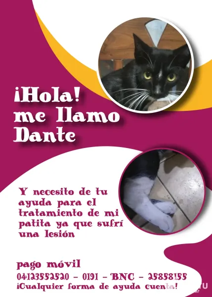 Help me to cure my paw 🐱 Ayúdame a curar mi patita 
