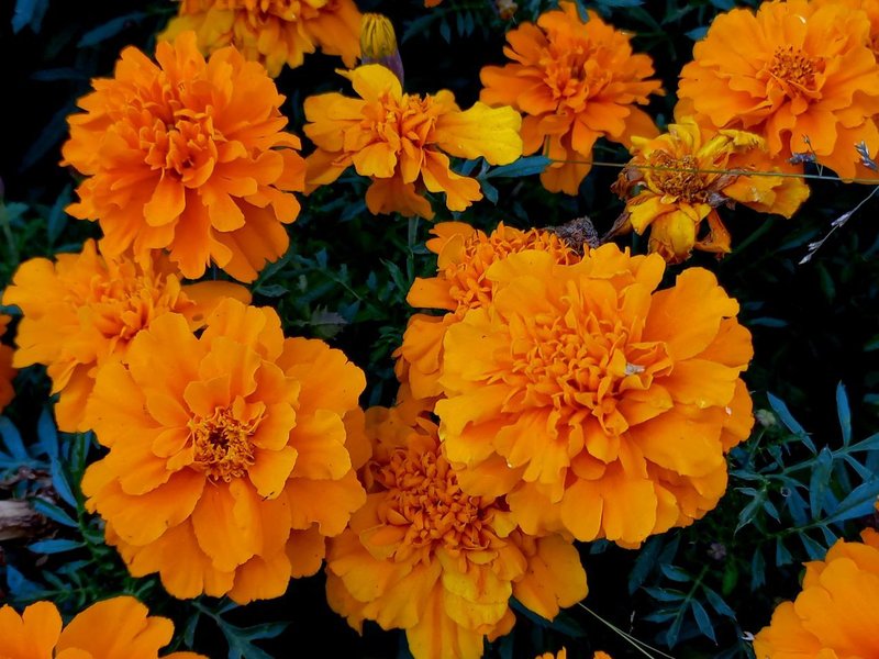 My Flowers 796