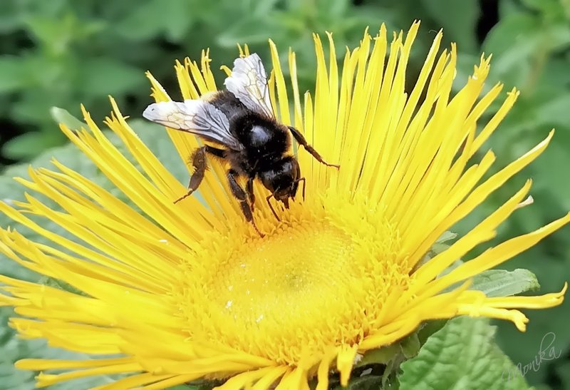 Busy Bee at work