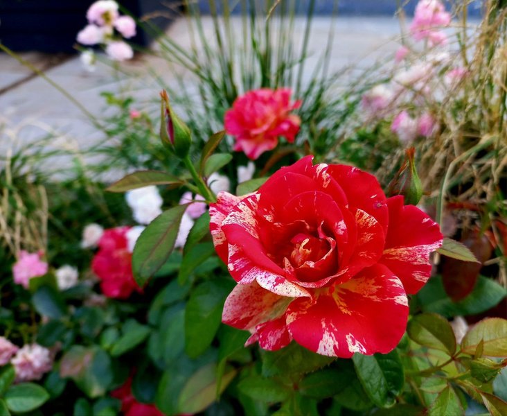  My Flowers 798