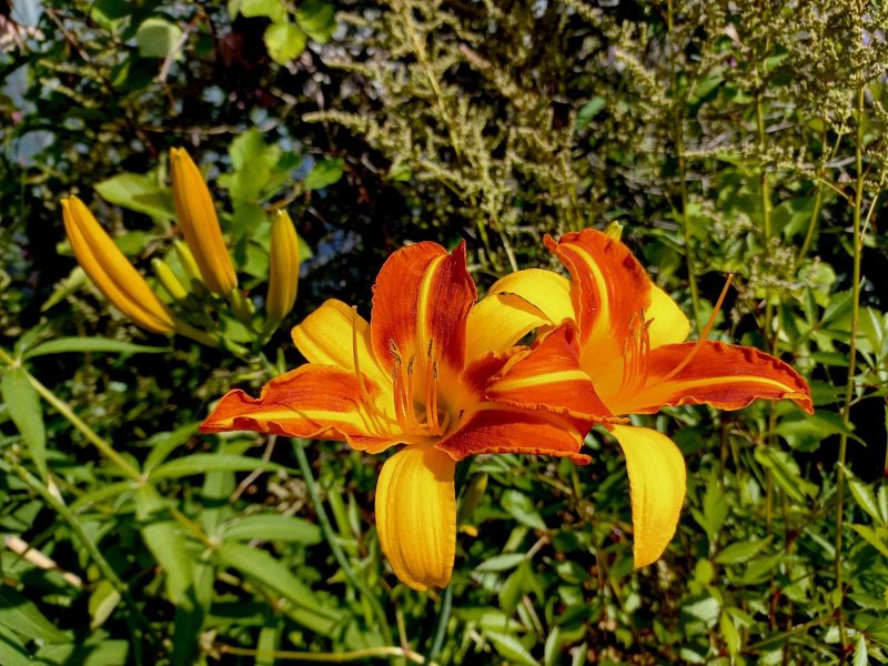 My Flowers 799