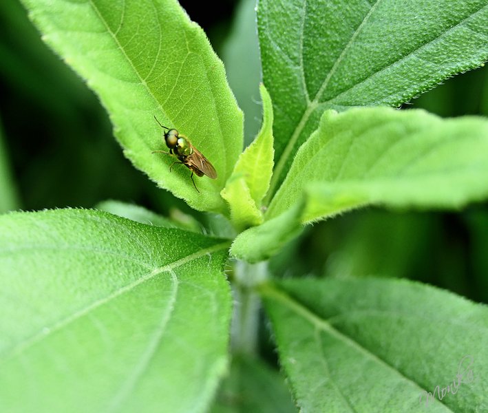 📸 All Green even the fly is Green :) 📸