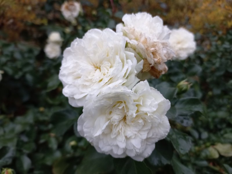 My Flowers 801