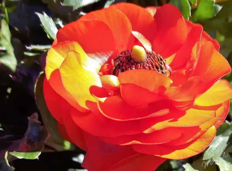 Orange Buttercup