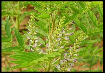 Glycyrrhiza spp. (Licorice Root), a panacea? - A review of literature regarding medicinal use of licorice root in traditional and modern medicine
