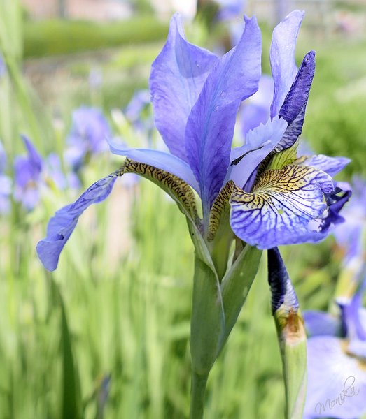 📸 Blue Iris 📸