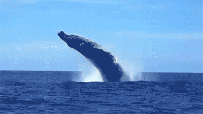 Are You Getting Your Whale Vote from Team Possible?