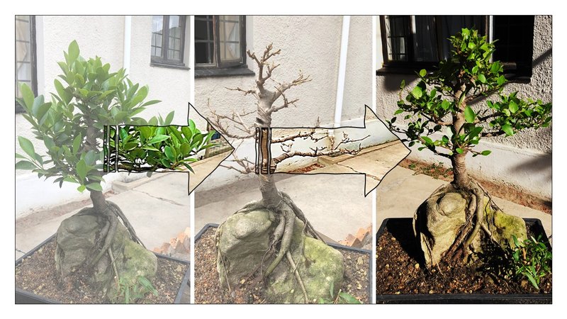 Ficus defoliation progress