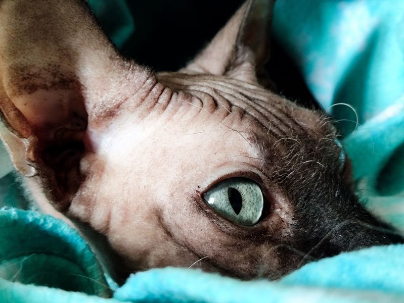 Caturday on Saturday