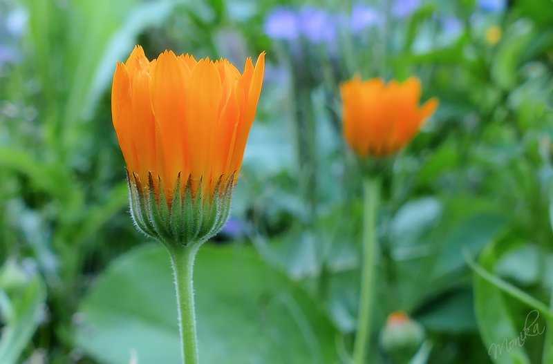 Vibrant Orange in summer