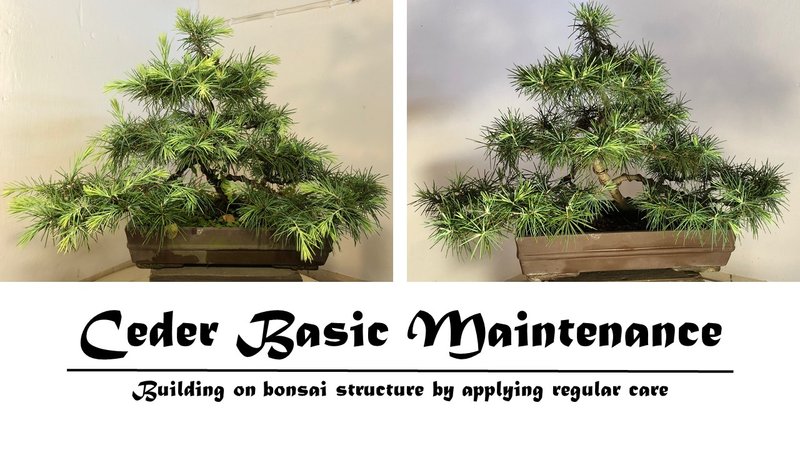 Ceder Basic Maintenance.