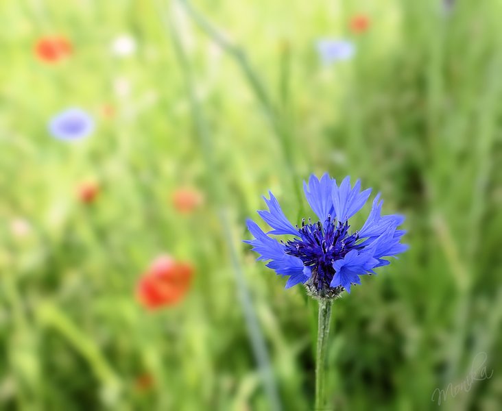 📸 Cornflower Blue 📸