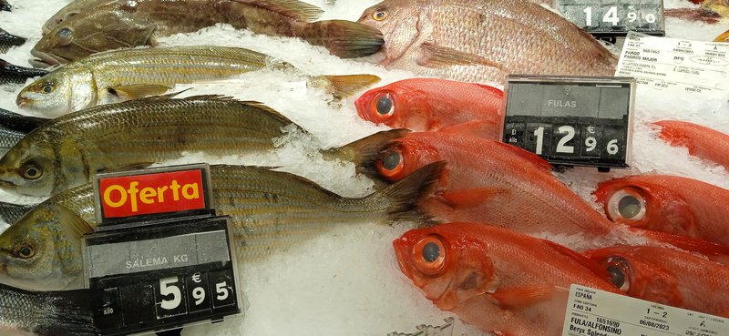 Iniciativa El Hambre: "Enséñale a pescar y comerá el resto de su vida"🍽️🎣 [ESP-ENG]